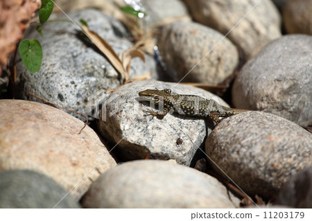 lizard lizard 11203179