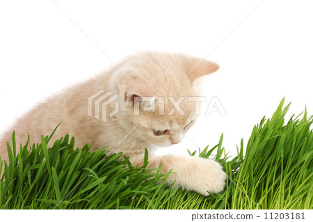 cat behind grass cat behind grass 11203181