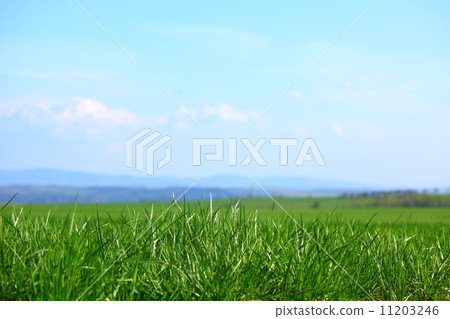 green grass 11203246