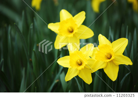 yellow narcissus yellow narcissus 11203325
