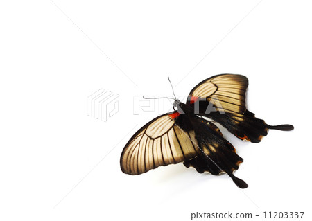 Papilio Lovii 11203337