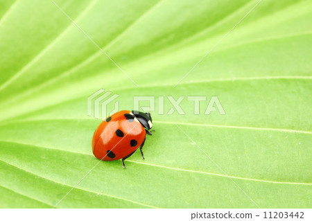ladybug on leaf 11203442