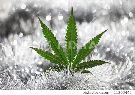 rastaman holiday 11203443