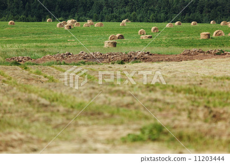hay on field 11203444
