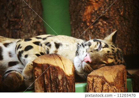 tiger tiger 11203470