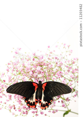 Papilio rumanzovia 11203482