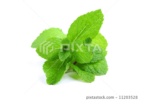 mint mint 11203528