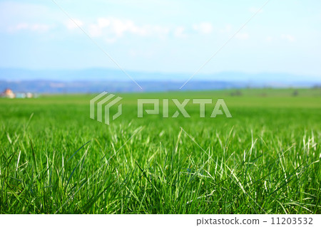 green grass 11203532