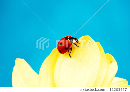 ladybug on sunflower 11203557