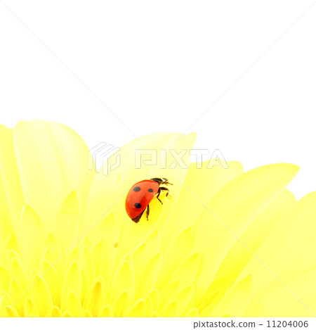 ladybug on yellow flower 11204006