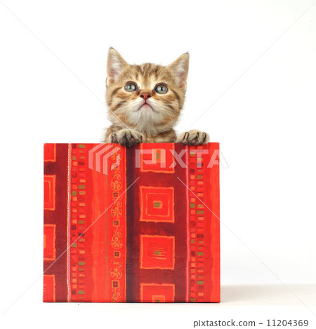 cat in gift box cat in gift box 11204369