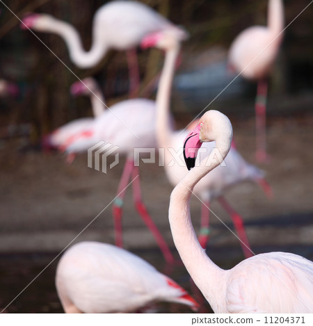 flamingo flamingo 11204371