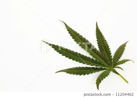 cannabis leaf 11204462