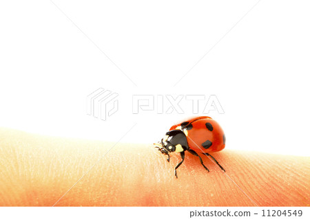 ladybug on grass ladybug on grass 11204549