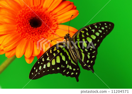 Graphium on orange gerber Graphium on orange gerber 11204571