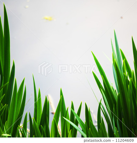 grass grass 11204609