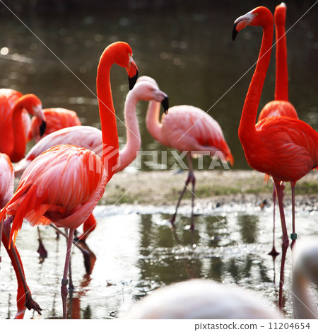 flamingo 11204654