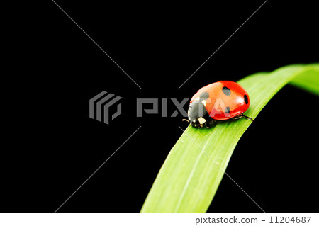 ladybug isolated on black ladybug isolated on black 11204687