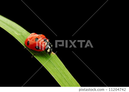 ladybug isolated on black ladybug isolated on black 11204742
