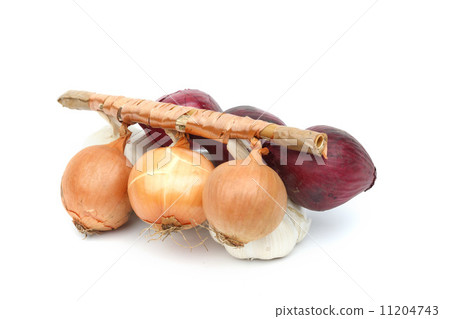 onion onion 11204743