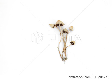 psilocybe semilanceata 11204745