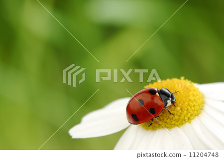ladybug on camomile ladybug on camomile 11204748