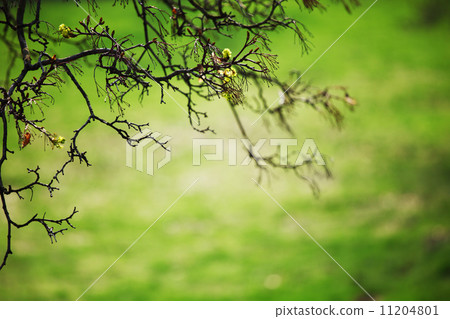 branches branches 11204801