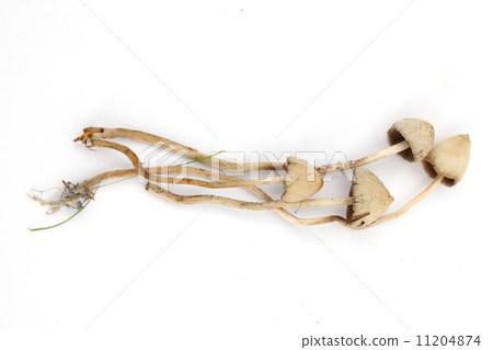 psilocybe semilanceata 11204874