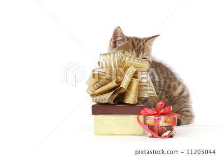 isolated cat and gift 11205044