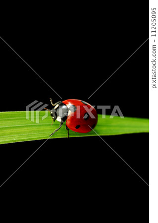 ladybug isolated on black 11205095