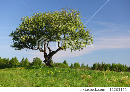 alone tree alone tree 11205151
