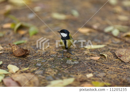 chickadee bird 11205235