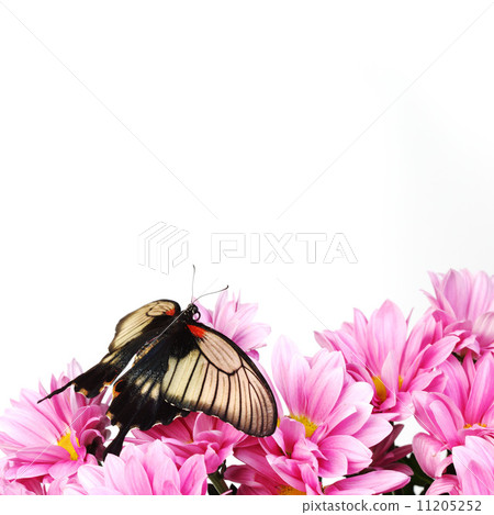 Papilio Lovii 11205252