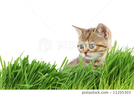 cat behind grass 11205303