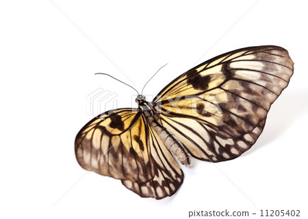 idea leuconoe isolated 11205402