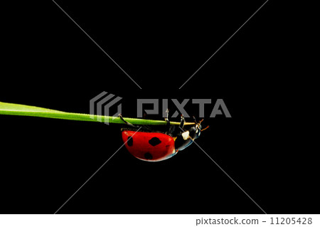 ladybug isolated on black 11205428