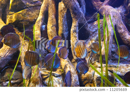 Fishes and corals reef in Aquarium 11205689