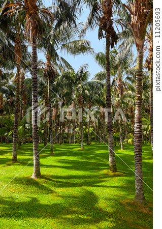 Palms at Tenerife - Canary islands 11205693