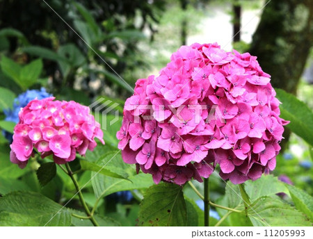 Close-up of hydrangea 11205993