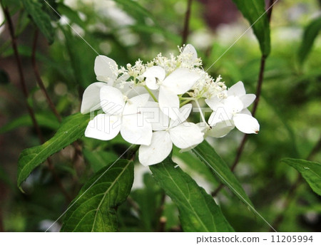 Hydrangea Amagai 11205994