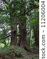 Taro cedar of rainy season (somewhat distant view) (Kairakuen) - left front 11206004