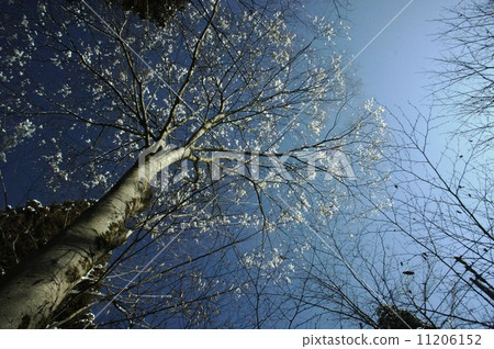 Snow flower 11206152