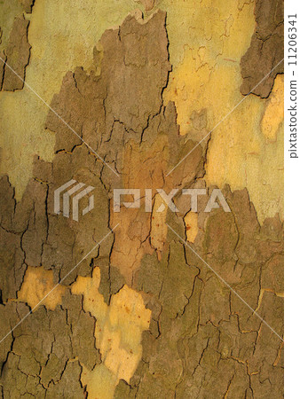 Platan platan bark 11206341