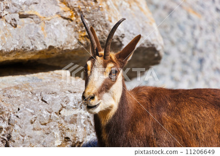 Mountain goat Mountain goat 11206649