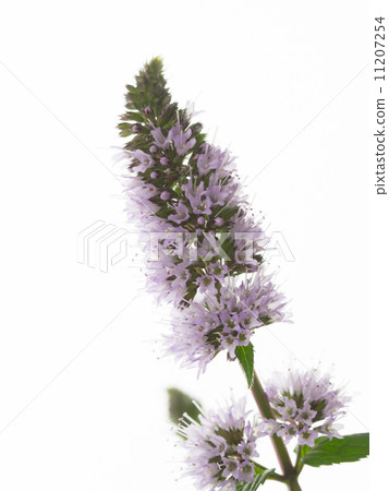 Black peppermint flowers Black peppermint flowers 11207254
