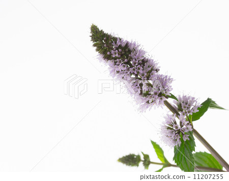 Black peppermint flowers Black peppermint flowers 11207255
