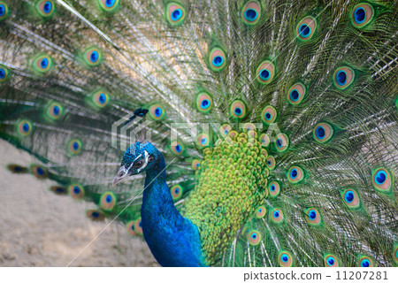 Peacock Peacock 11207281