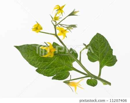 番茄花和葉子 番茄花和葉子 11207406
