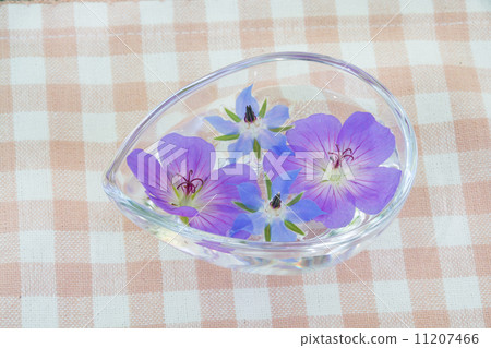 Borage floating in water 11207466