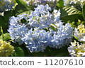 Hydrangea 11207610